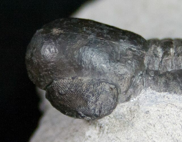 Very Unusual Pelagic Trilobite Cyclopyge - HUGE EYES #11062